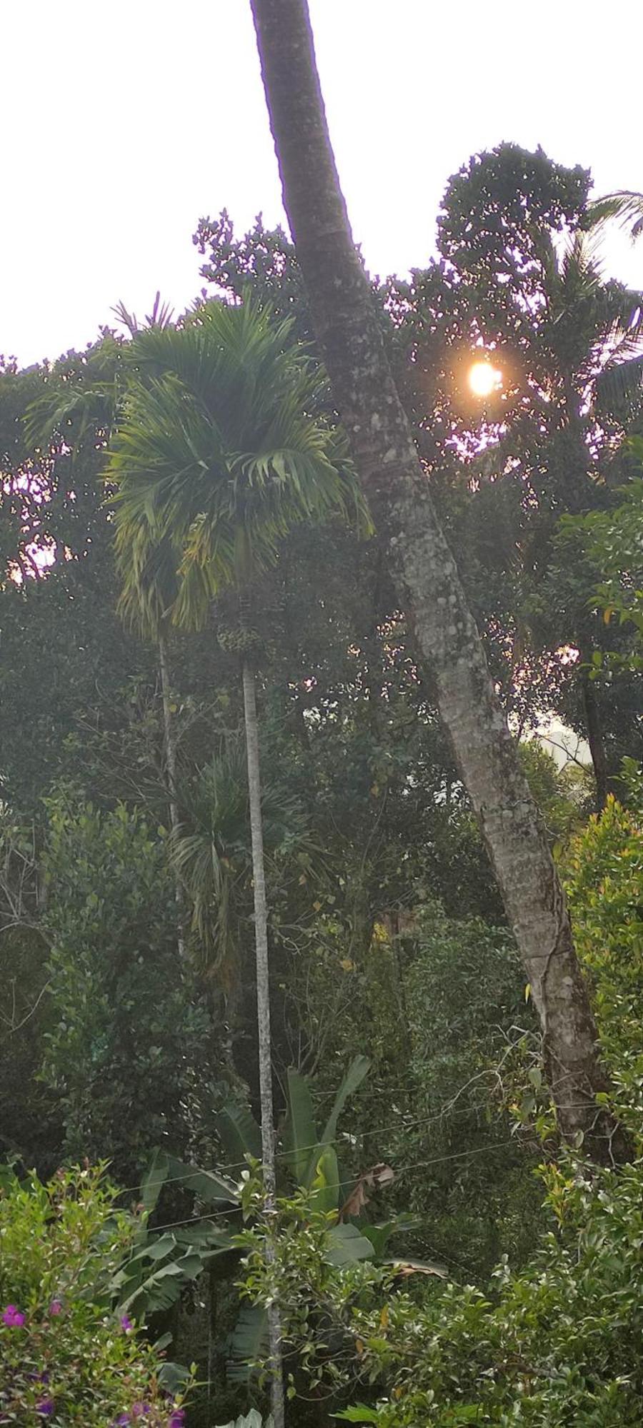 Koonamparayil Home Stay Munnar Anaviratty-Family Only Exterior photo